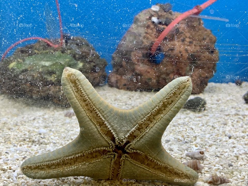 Starfish Living in Water 