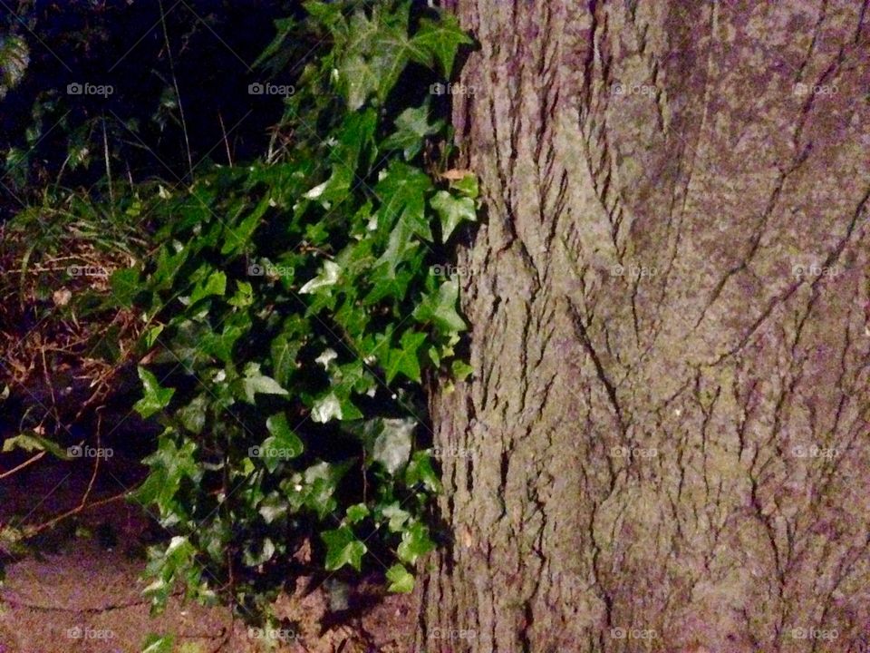 Night green plant