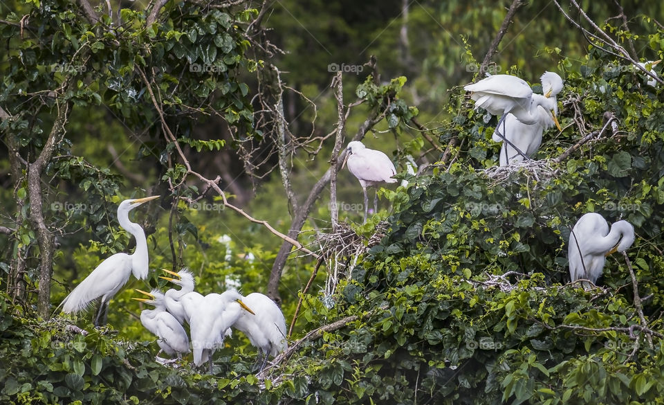 Brazilian bird exhibiting itself in the nest