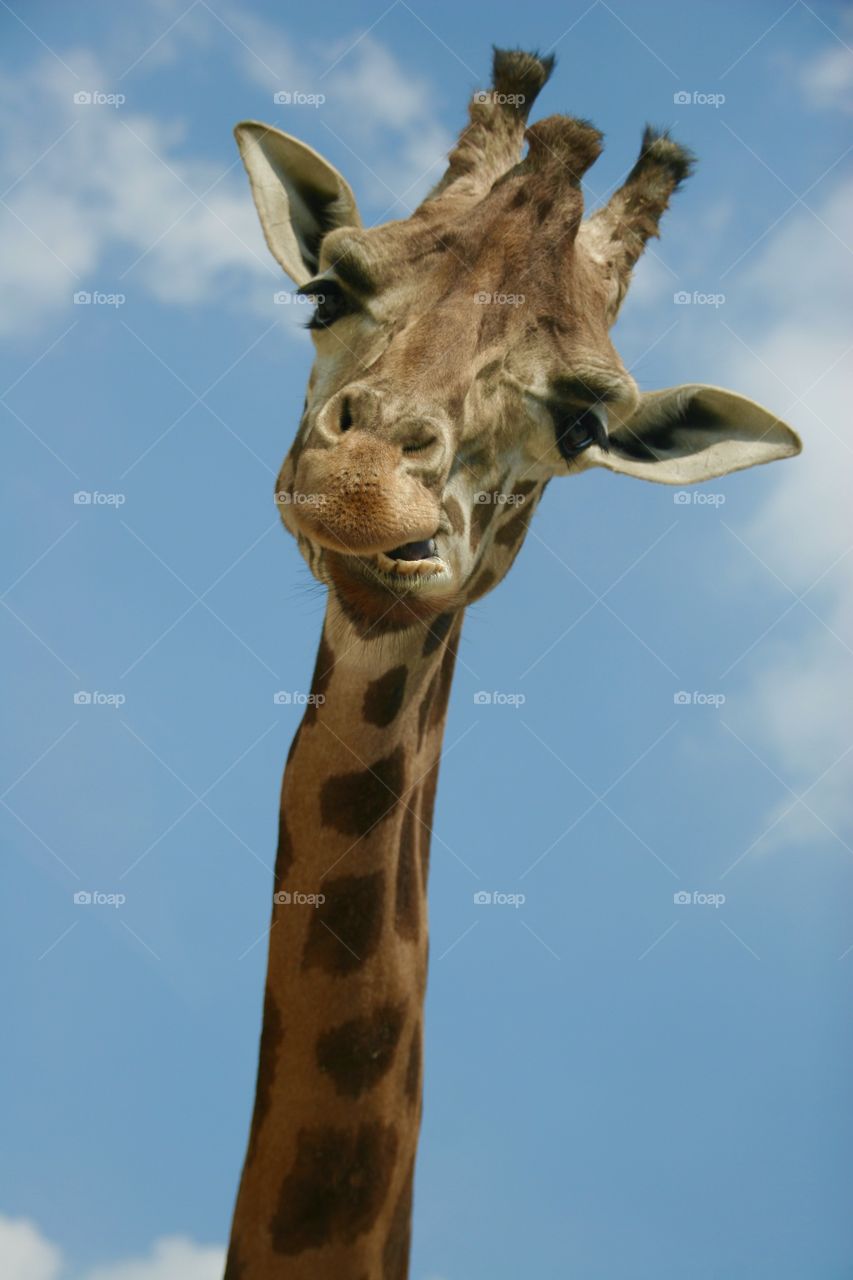 Giraffe