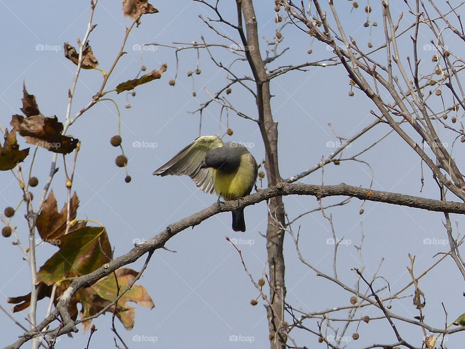 Bird on along hiking path