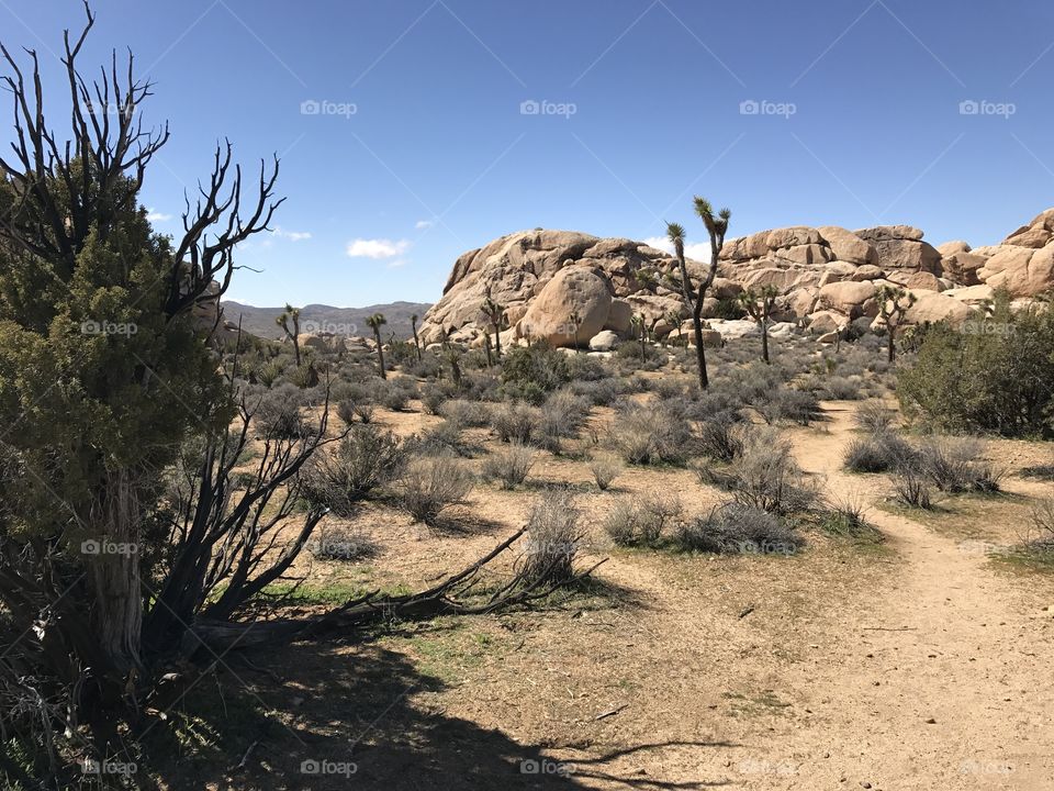 Joshua Tree