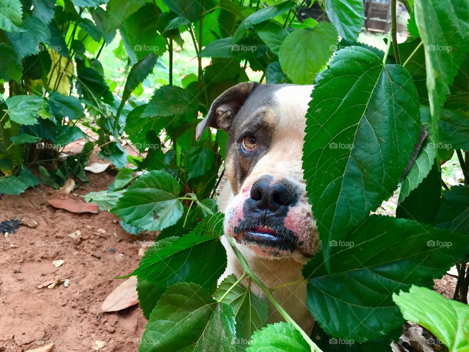 Dog hiding between plants. 