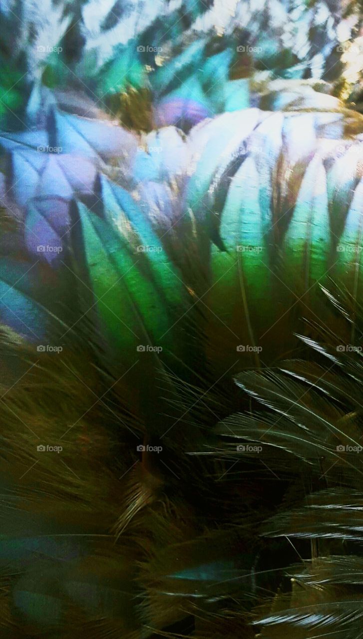 feathers of a rooster