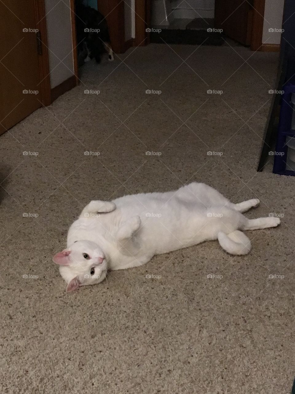 silly cat laying on her back