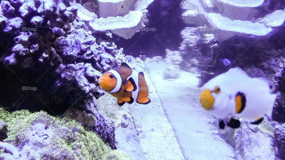 clown and white fish in aquarium