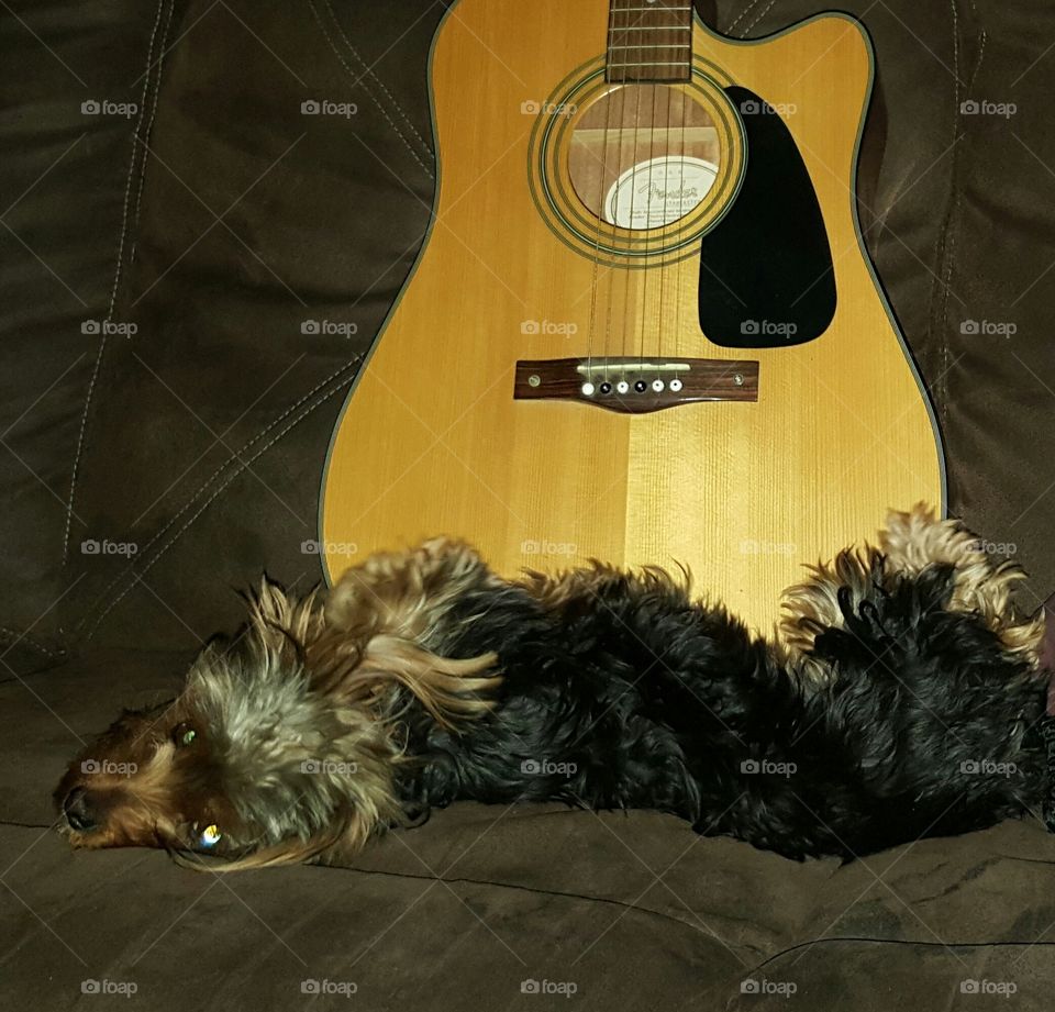 He likes the music . My dog loves hubby's guitar 
