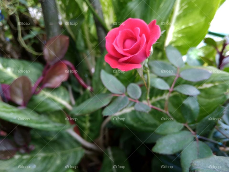 Vibrant rose flower. The view of it gives me a very good day. The weather is good too. It's a bit windy but I managed to take these photos.