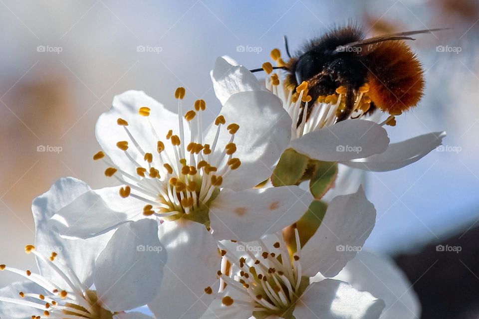 White spring flowers and a bee