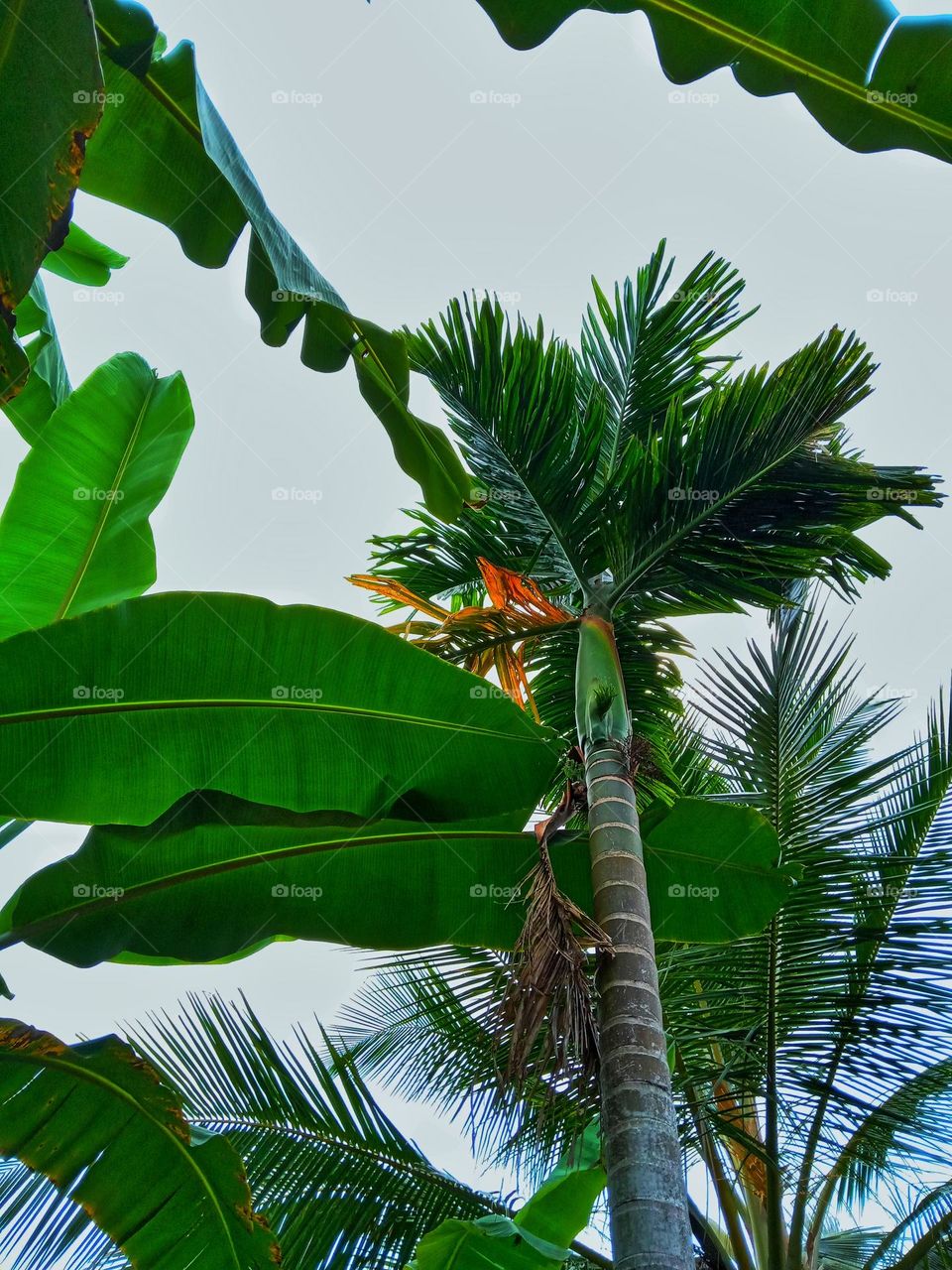 this is a " puwak" tree