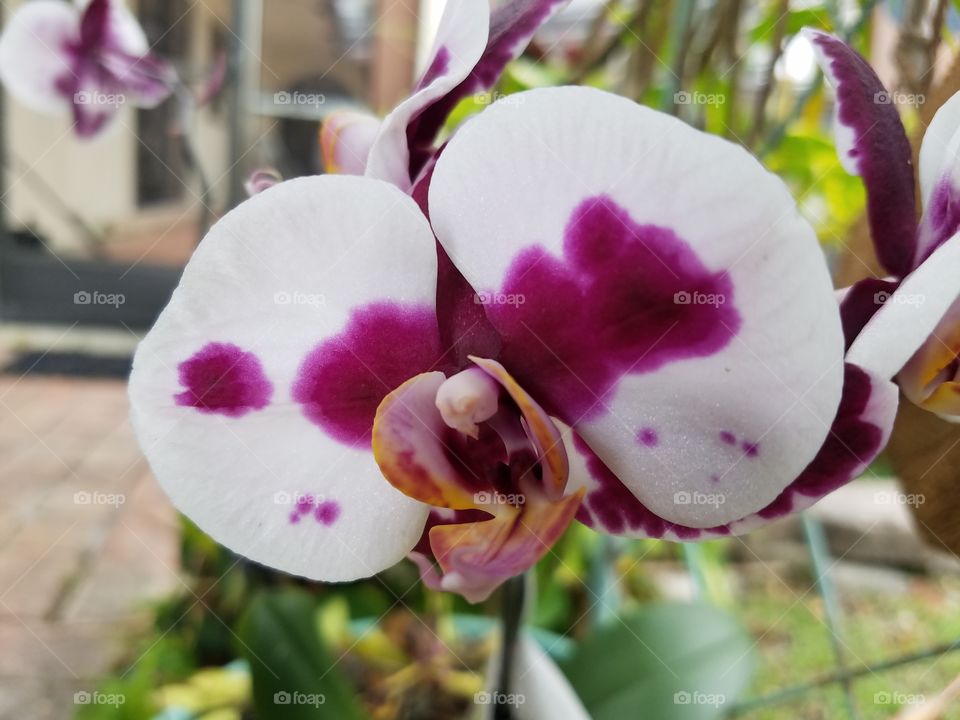 Papa's Orchid