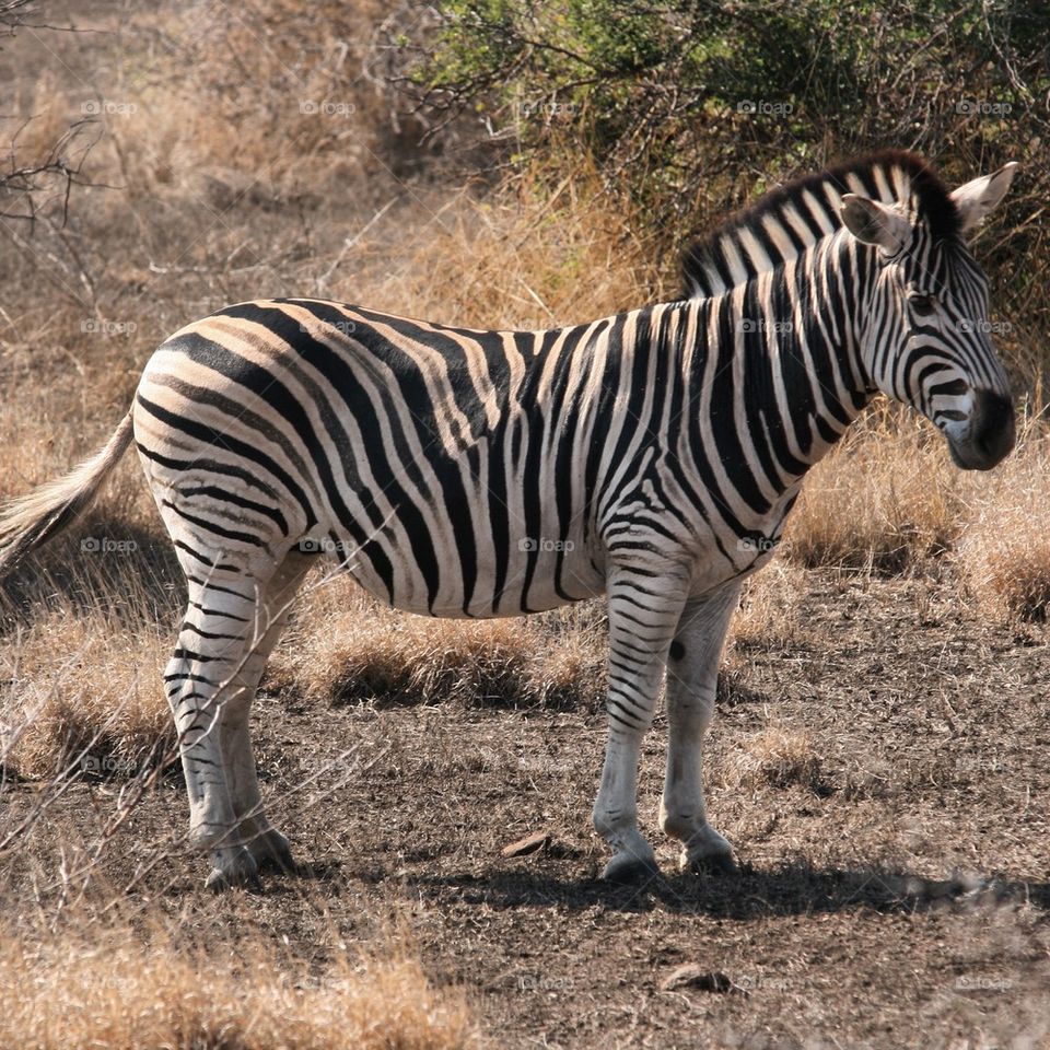 Side view of a zebra