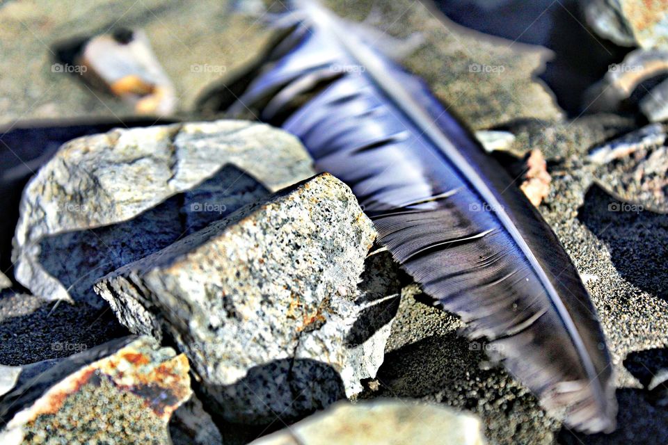 a fallen purple, black and white feather from a bird laying on some rocks on a beach in Folsom California