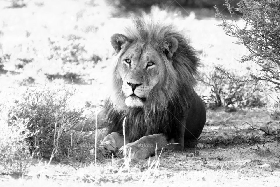 Lion, Cat, Mammal, Wildlife, Portrait