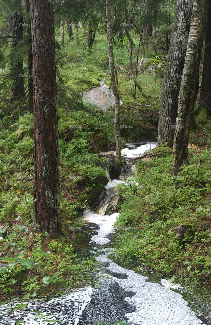 a creek in the forest