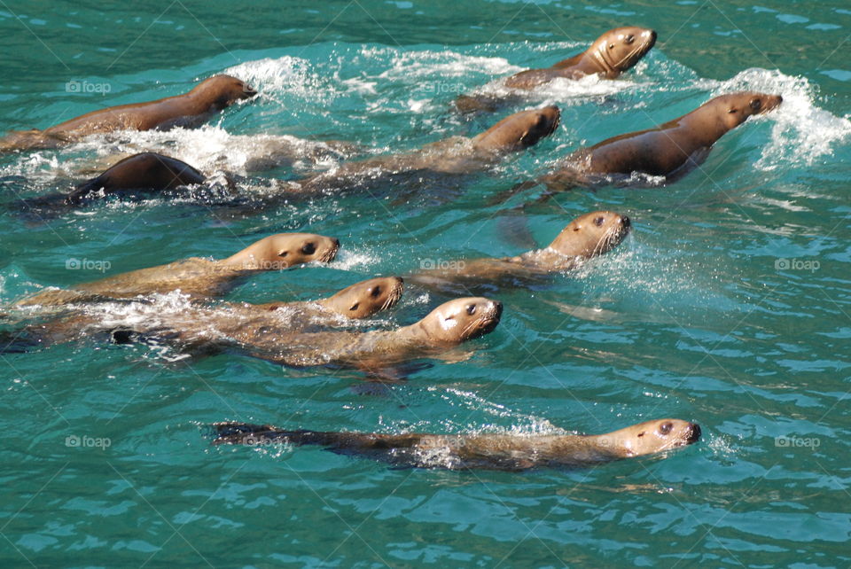 Stellar sea lions near Glacier Island