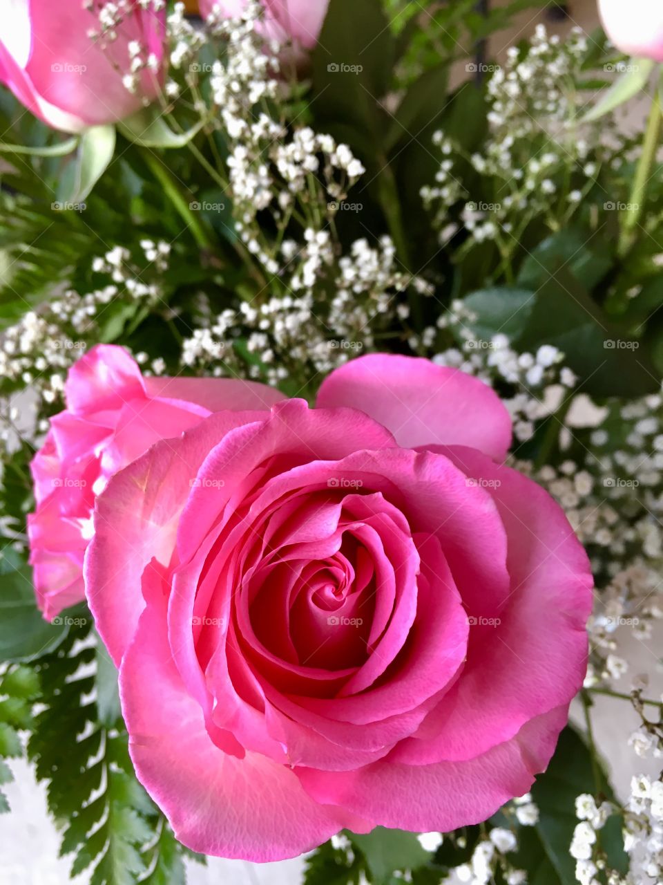 Pink Rose