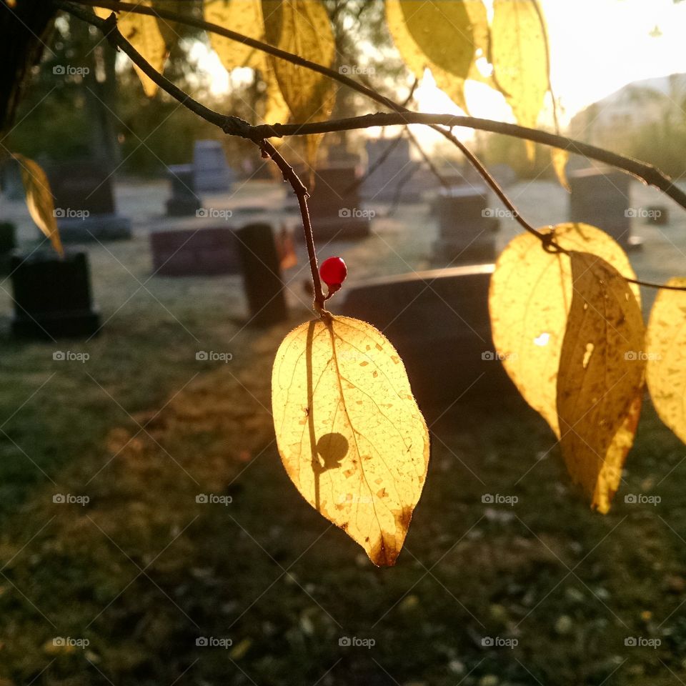Leaves illuminated by the rising sun