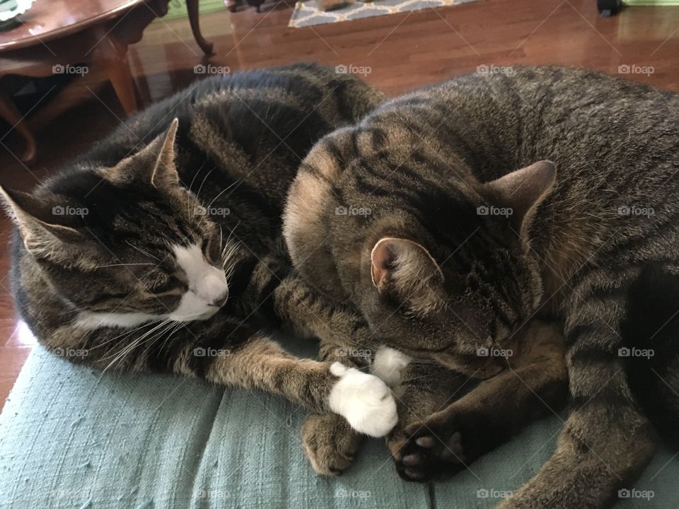 Cat hugs