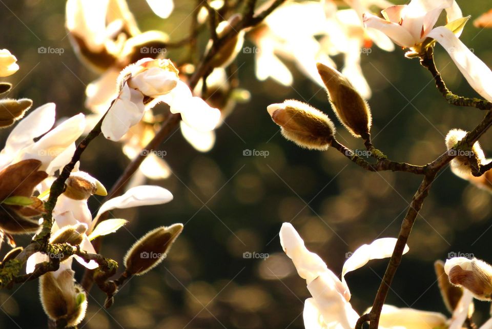 Spring magnolia bud