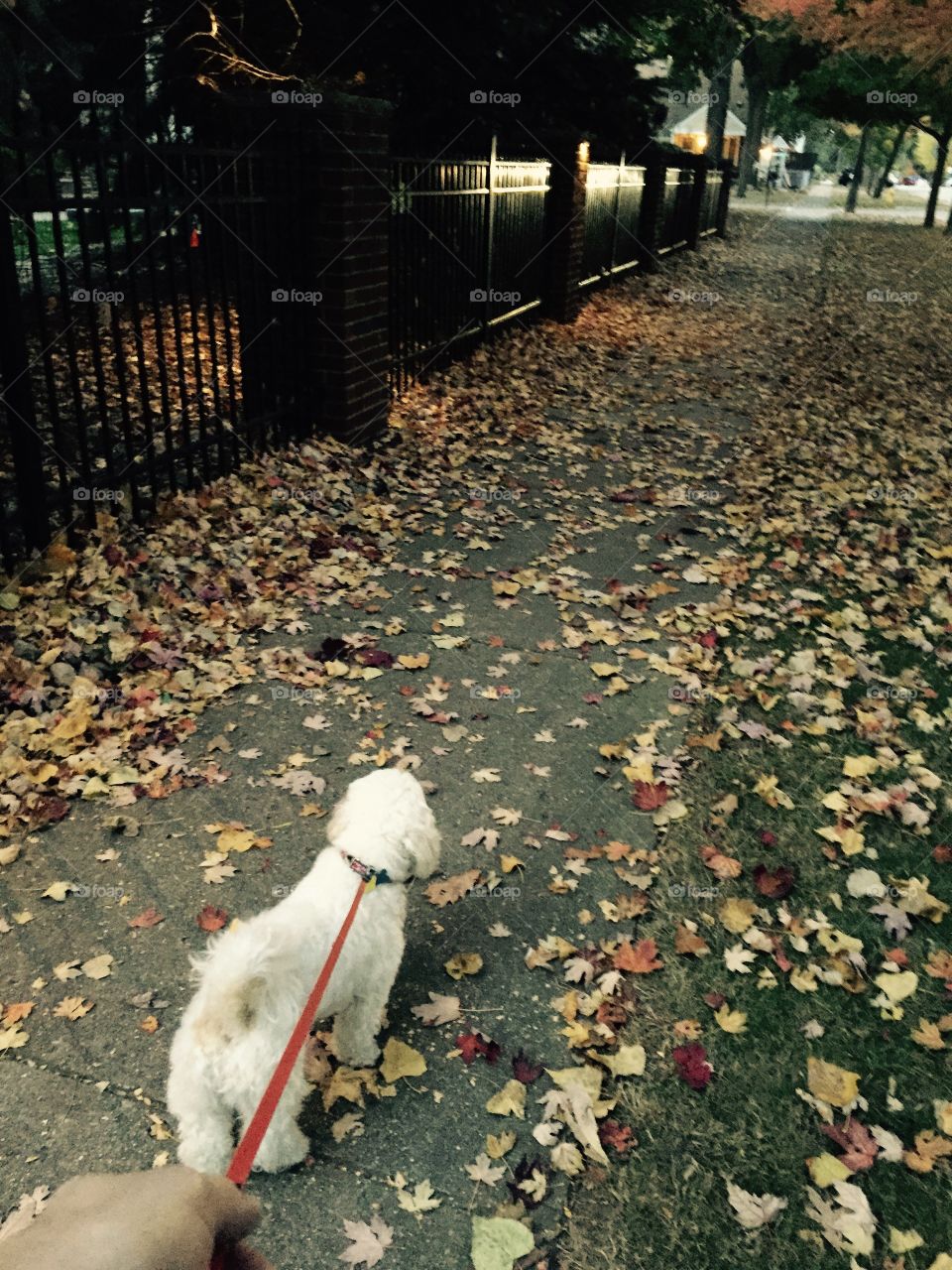 Walking the dog through the leaves