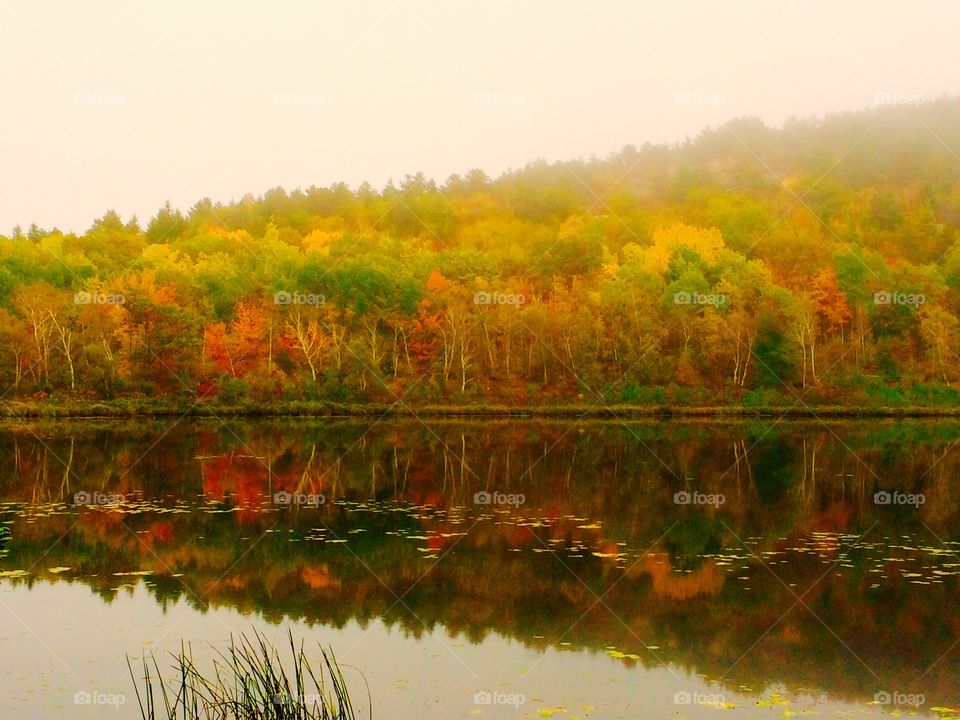 Trees reflecting on the lake