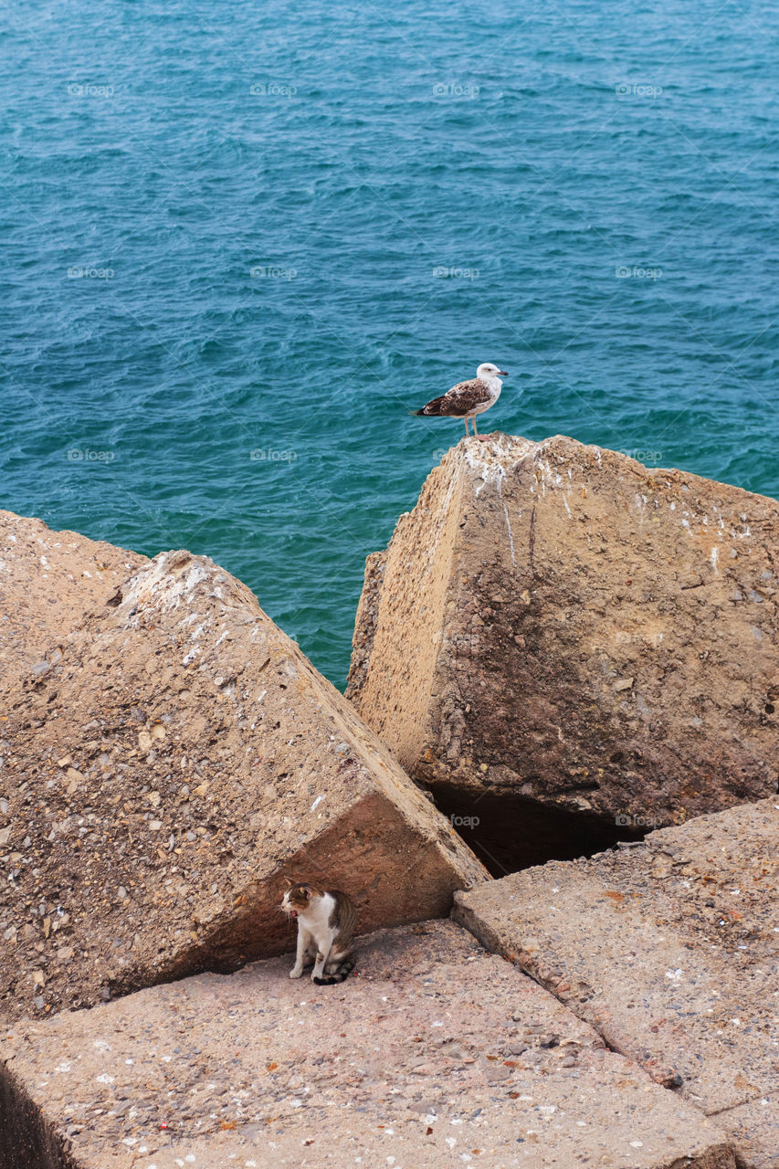 Seafront animals