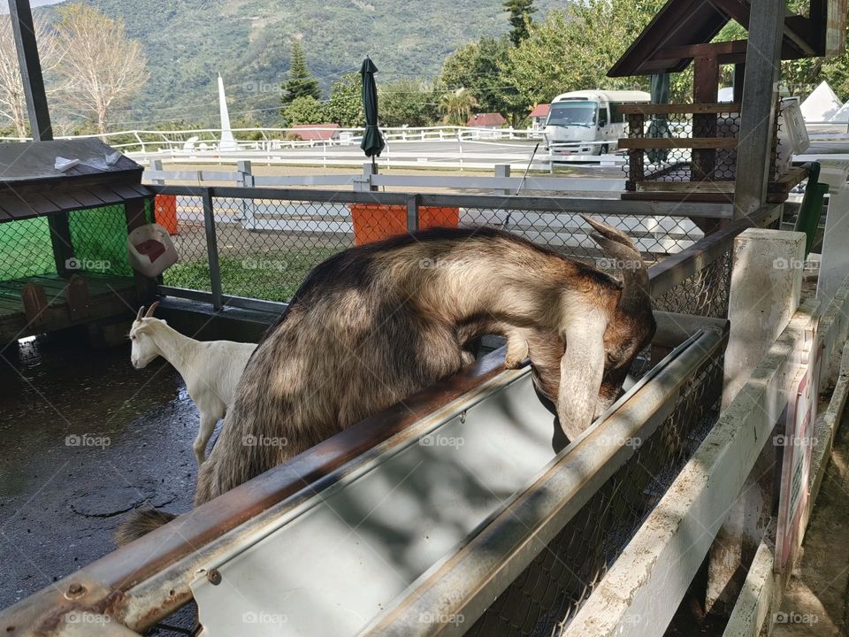 The sheep are eating in Chulu Ranch