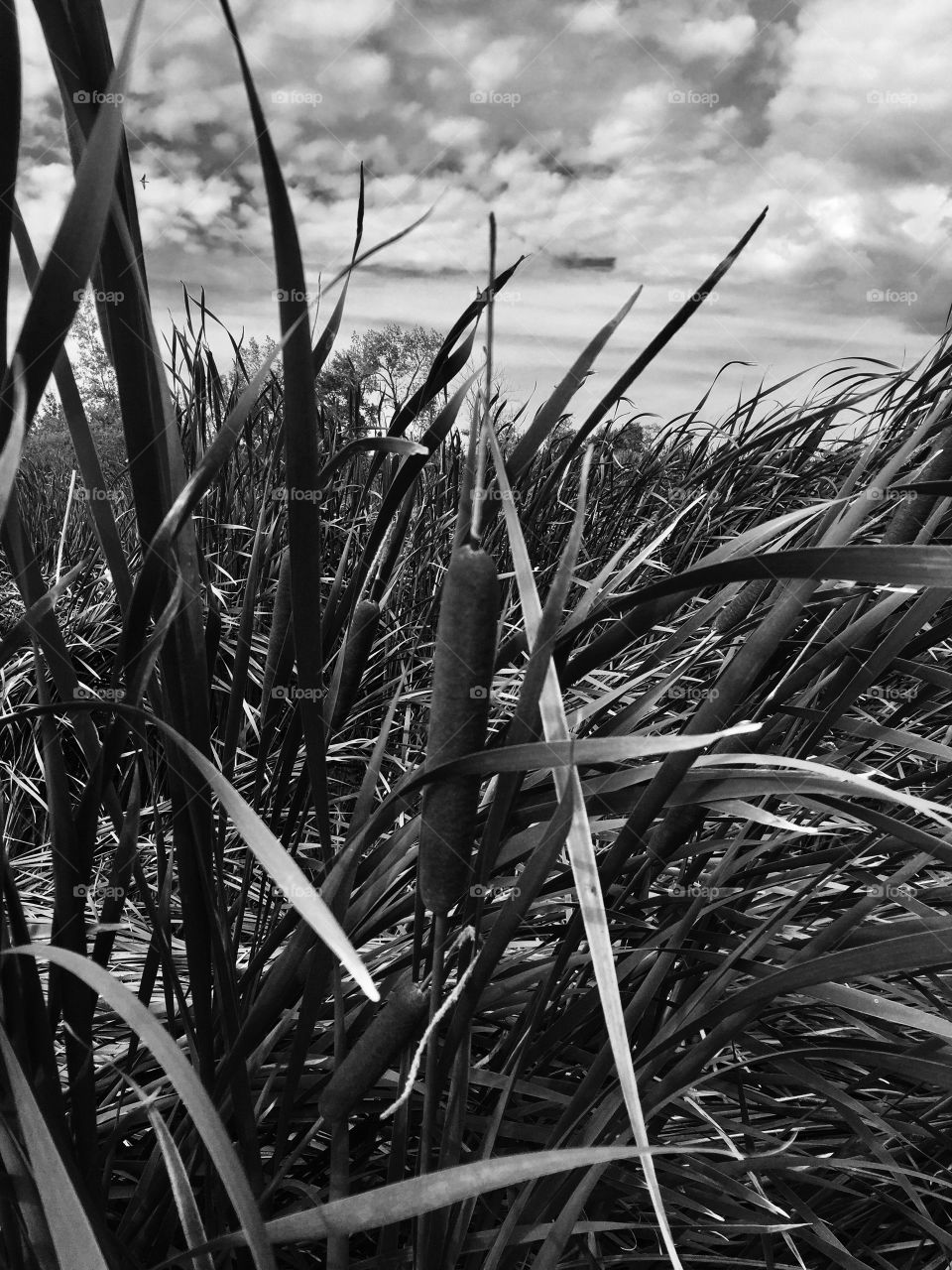 Cattails 