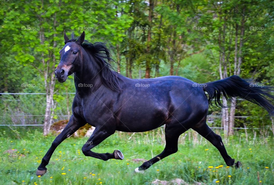 Side view of black horse