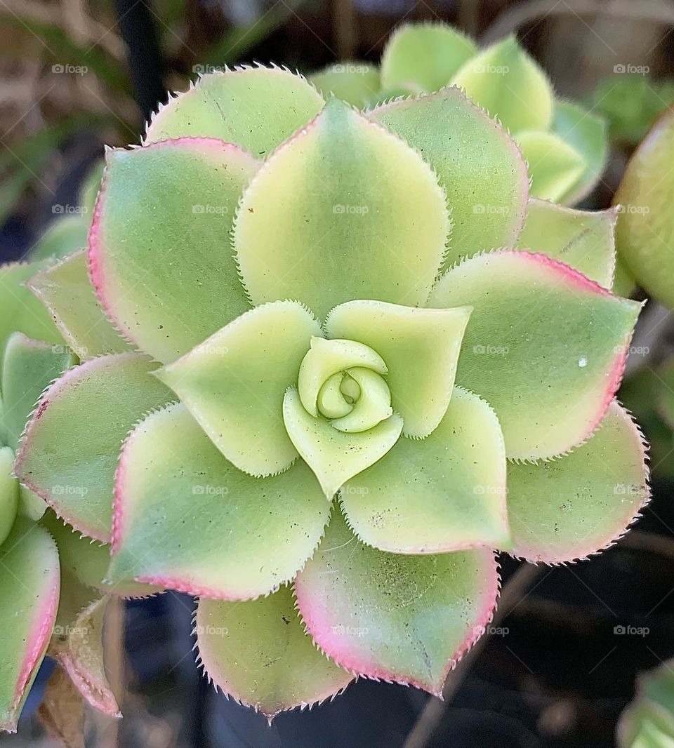 Close up of succulent 