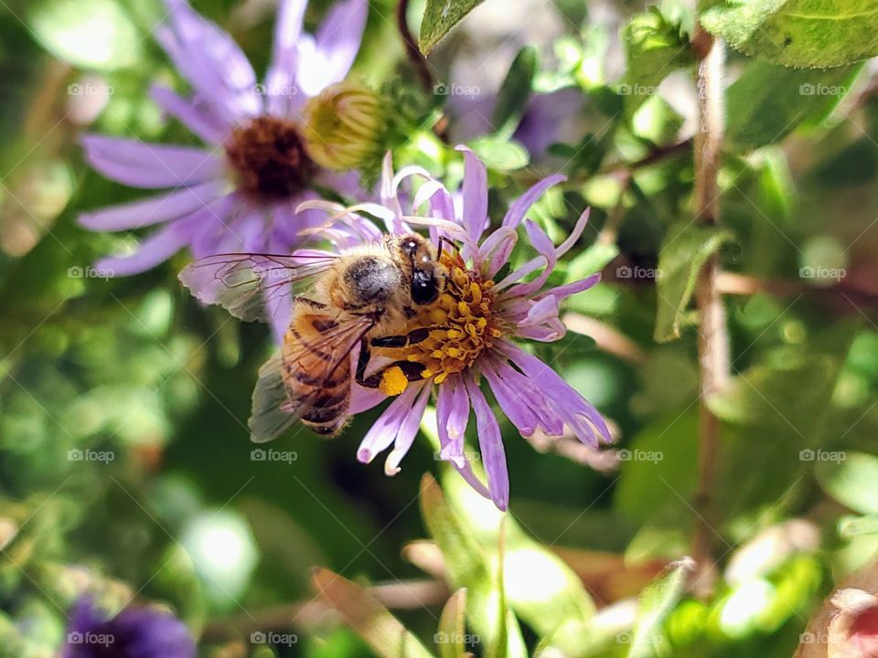 Honeybee pollinating a purple aster in the shade with filtered sunlight coming through