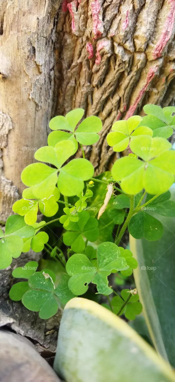 💚