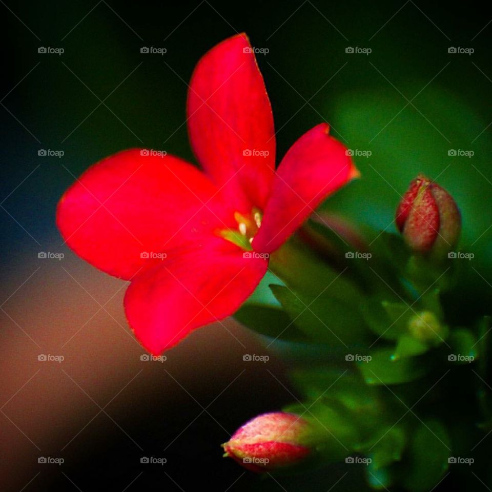 Red flower!!