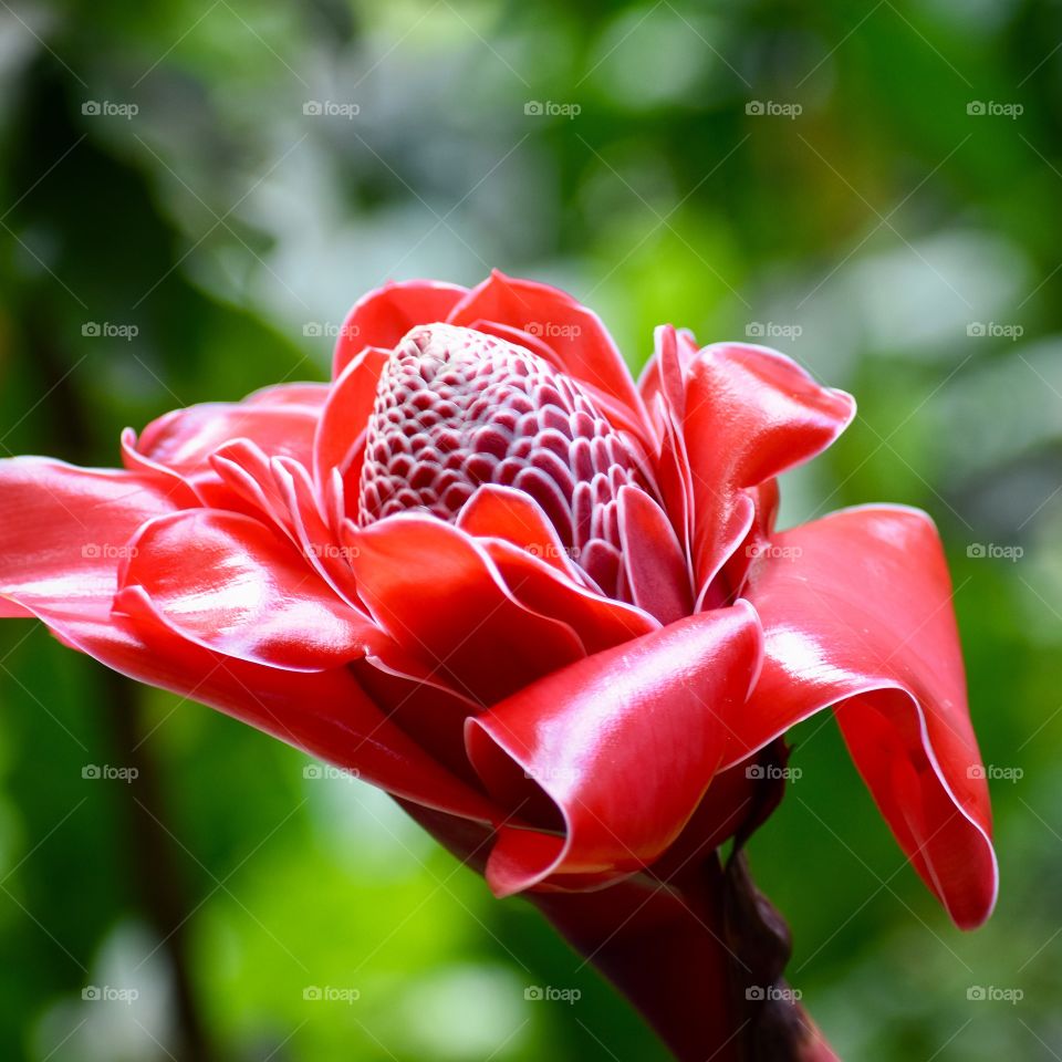 The most commonly known species of Etlingera is the "Torch Ginger" (E. elatior), also called the "Torch Lily", "Porcelain Rose", or "Philippine Waxflower" because of its stunning inflorescence.