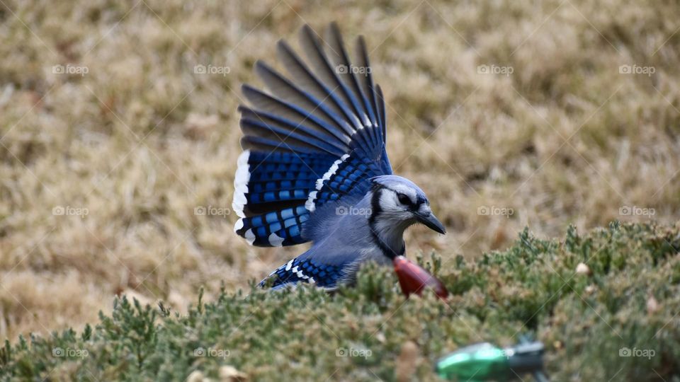 Blue Jay afraid of Christmas lights 