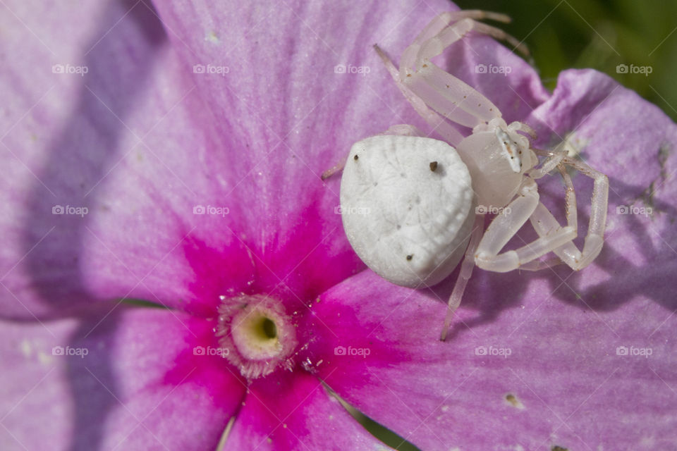 White crabspider on a pink flower in the garden