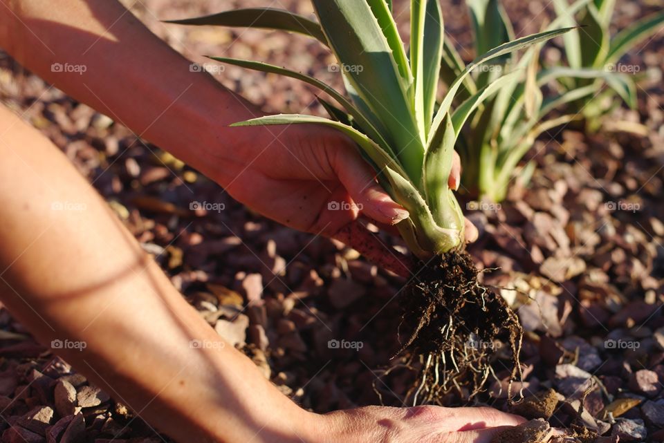 Planting agave