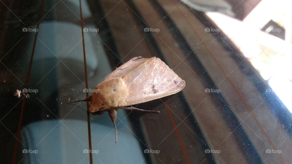big moth on the car window