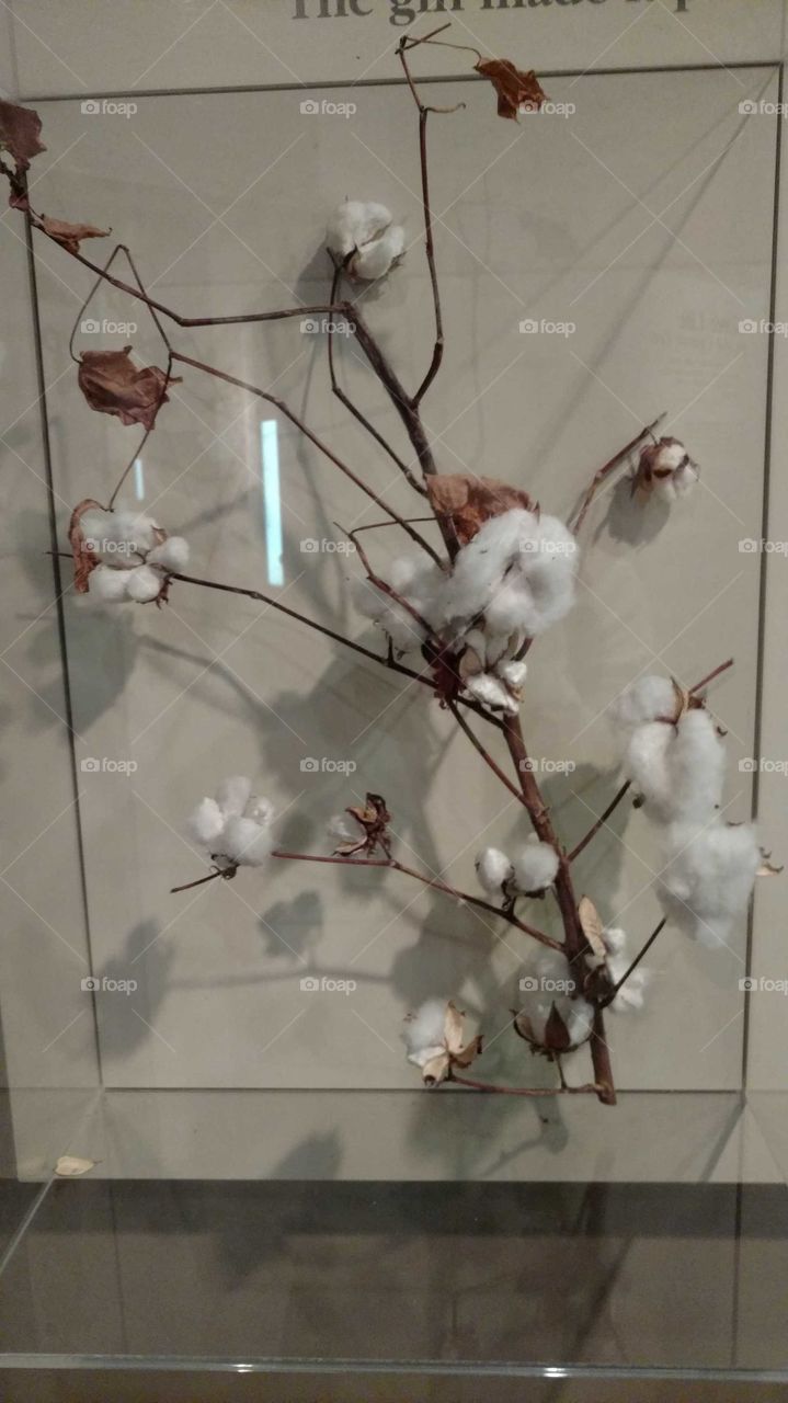 Cotton Display