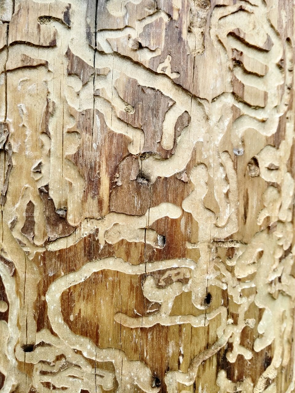 Traces of bark beetles