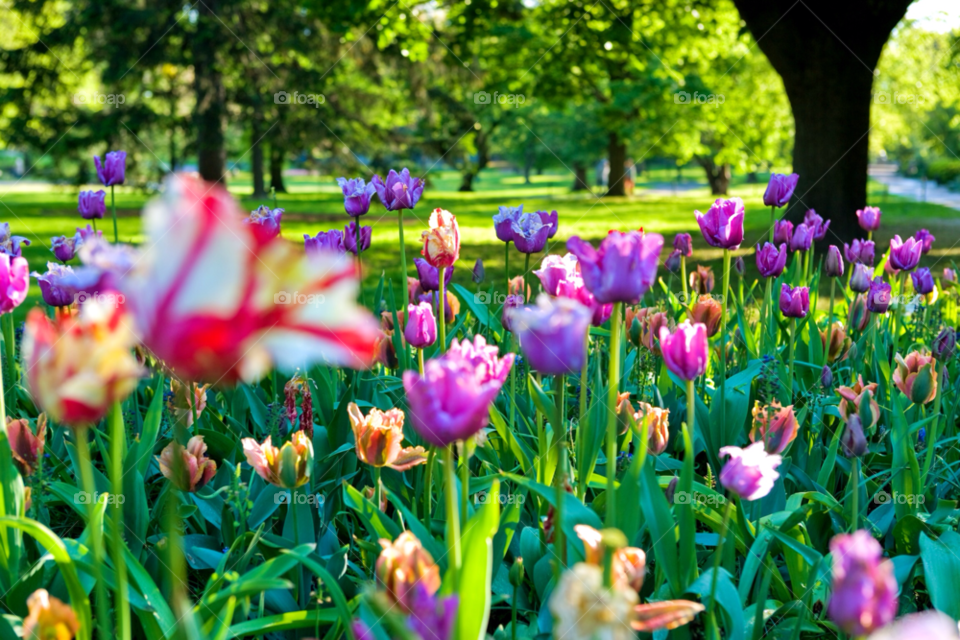 boston spring city flower by jmsilva59