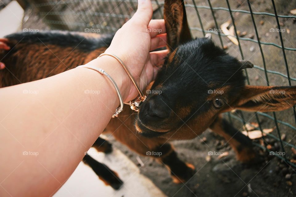 Lovely goat.