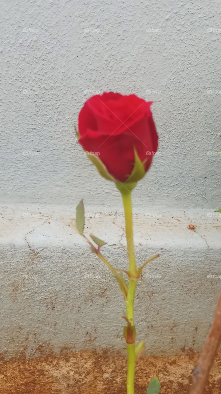 The rose is very very beautyfull and nature
