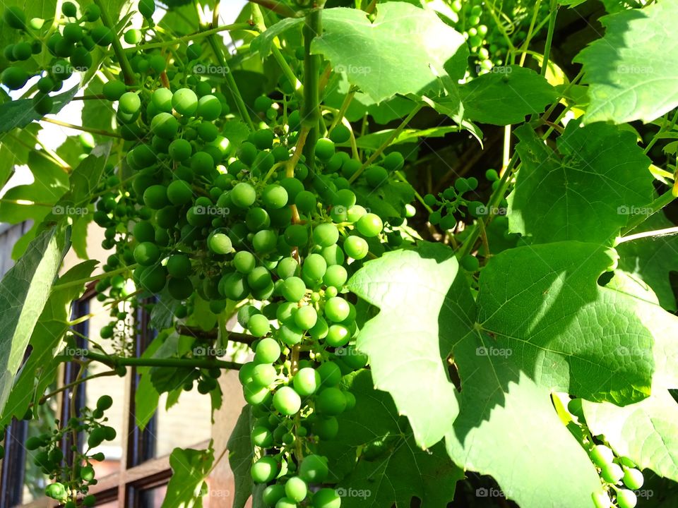 Grapes