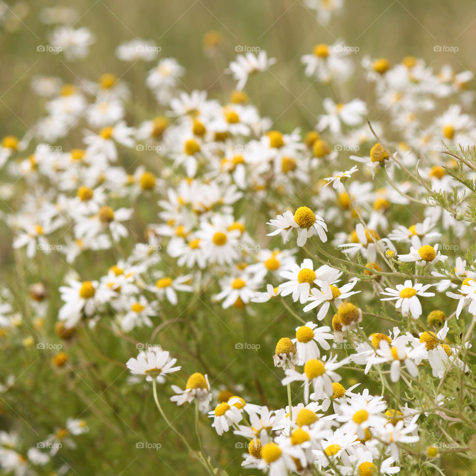 Daisies in the field