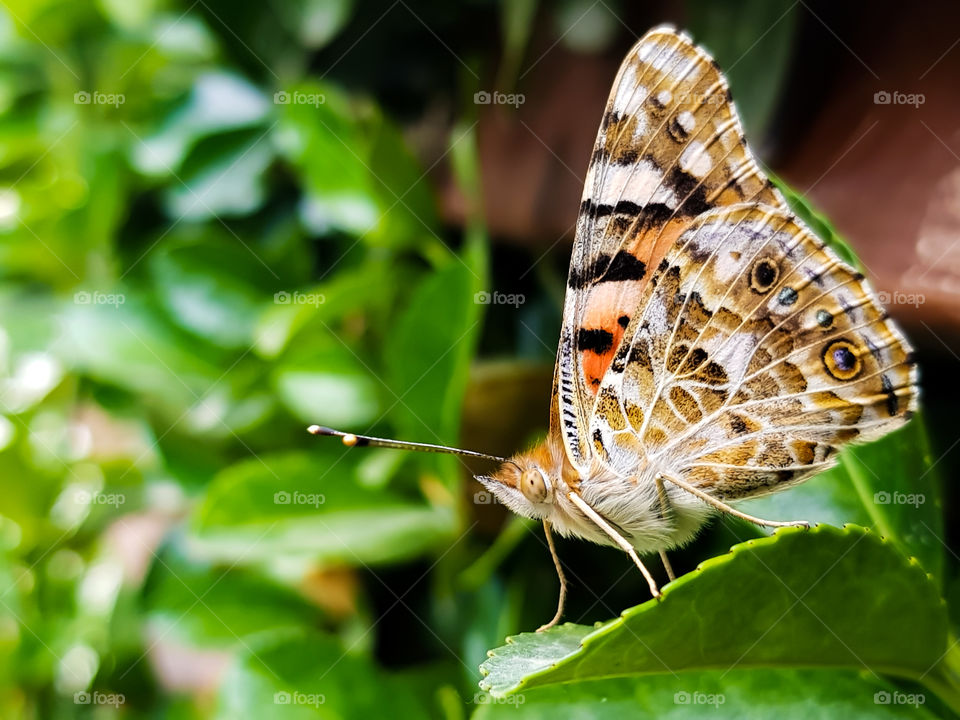 proud butterfly enjoying the sunshine, such a contrast against the green of spring