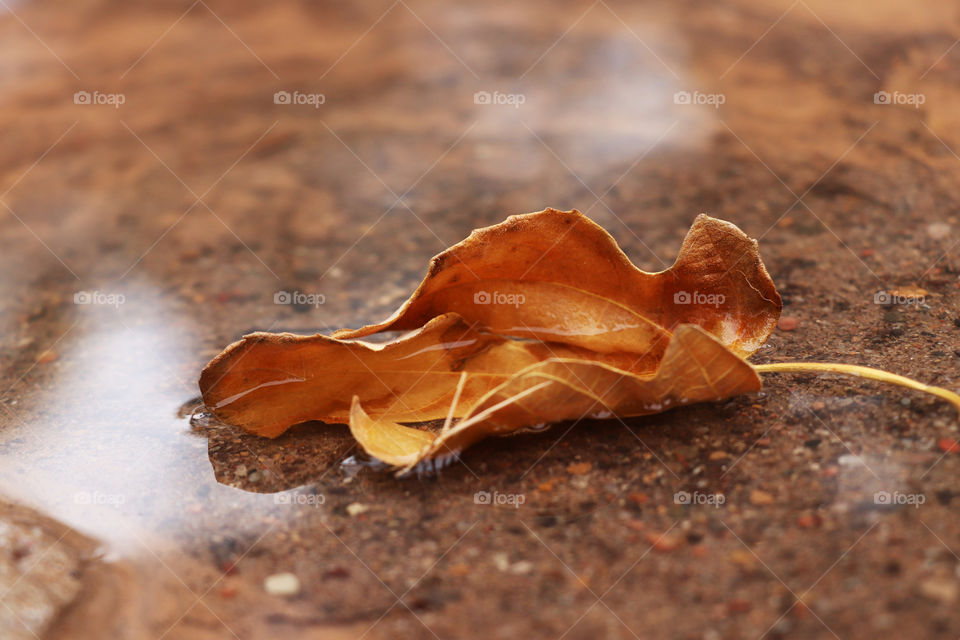 Brown leaf on water