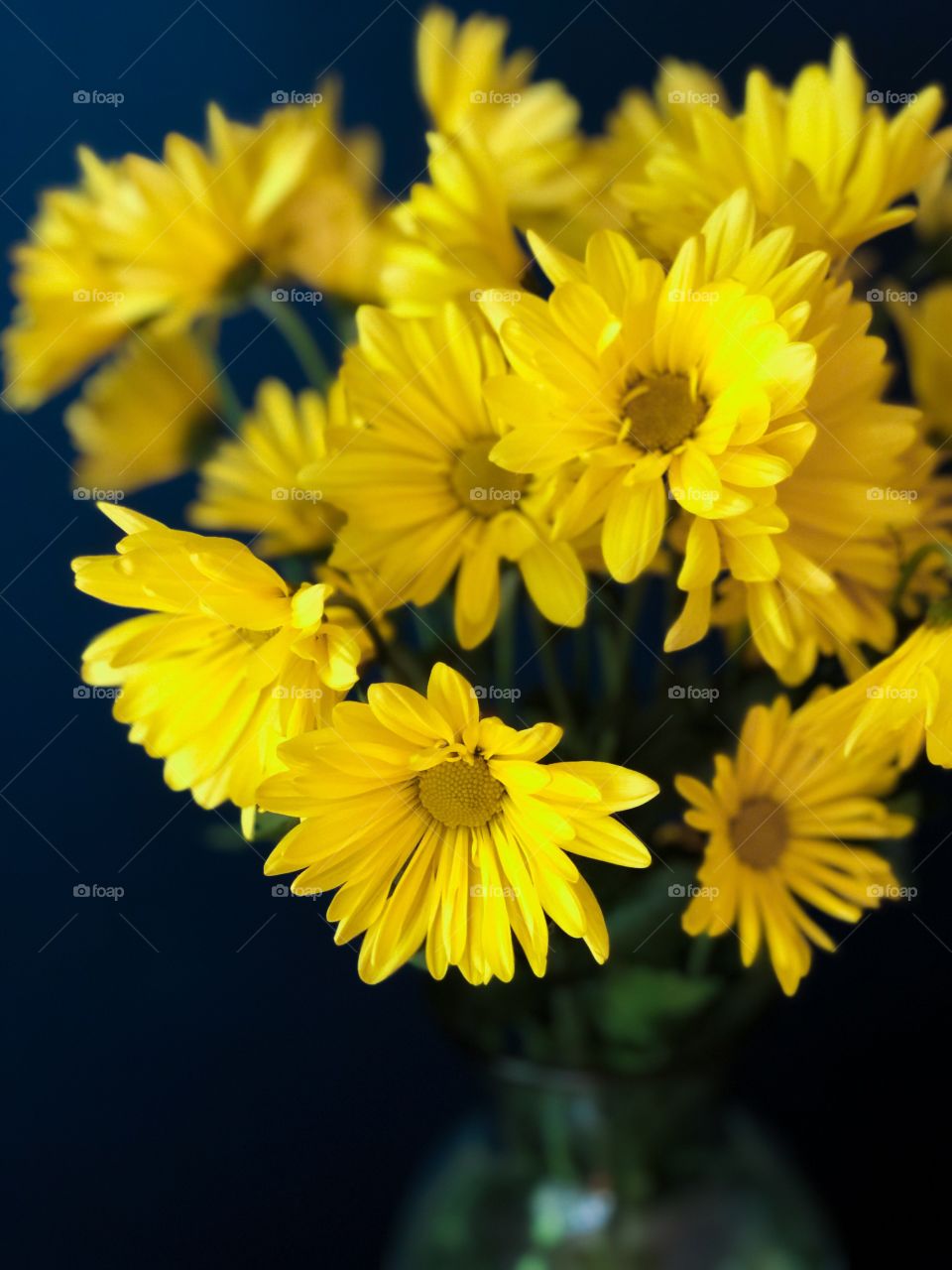 yellow daisies