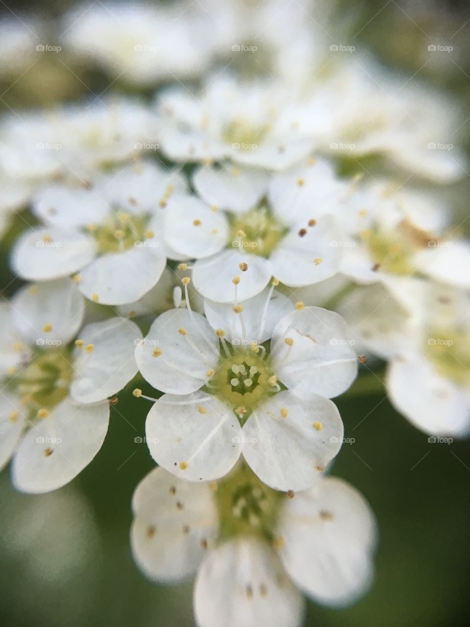 White flower innocence